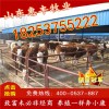 改良三元雜交小牛犢