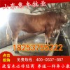 夏洛萊牛種牛