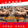 夏洛萊牛改良牛最近價(jià)格