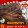 肉牛崽最新價(jià)格