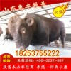 三元牛種牛