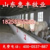 魯西黃肉牛最近價格