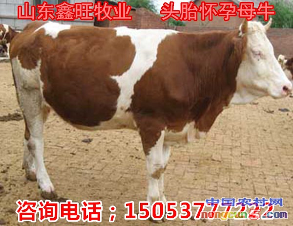 15-53-06-64-827506_副本