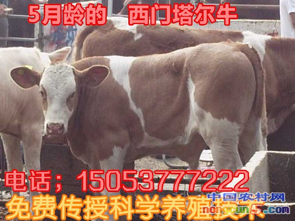 95339120_副本
