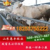 夏洛萊牛犢