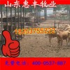 魯西黃牛育肥牛最近價(jià)格