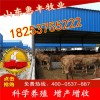雜交西門塔爾肉牛犢