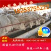 魯西黃繁育母牛最新價(jià)格