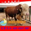 魯西黃肉牛