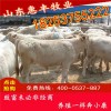 雜交西門達爾牛牛仔
