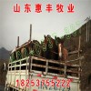 利木贊肉牛犢