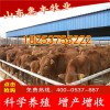 改良西門達爾育肥牛