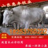魯西黃牛育肥牛犢最近價格