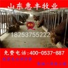 三元雜交牛肉牛崽最新價格