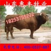 夏洛萊牛牛仔