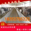 改良利木贊肉牛