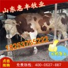 肉牛崽
