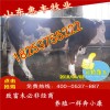 改良三元雜交繁育母牛