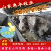 雜交西門塔爾牛繁育母牛