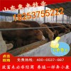 三元雜交牛仔最新價(jià)格