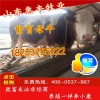改良三元雜交牛肉牛崽