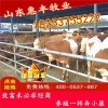 西門塔爾公牛最新價(jià)格