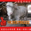 魯西黃小牛犢最新價格