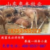 雜交魯西黃牛犢