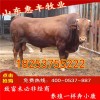 魯西黃繁育母牛最近價(jià)格