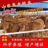 三元改良牛犢