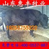 夏洛萊牛最新價(jià)格