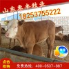 夏洛萊牛小牛最近價(jià)格