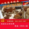 魯西黃牛犢最新價(jià)格
