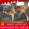 改良西門達(dá)爾種牛