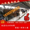 育肥牛最近價格