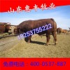 雜交西門塔爾公牛
