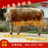 夏洛萊牛改良牛犢