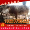 西門塔爾牛肉牛犢最近價格