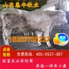 改良夏洛萊牛仔