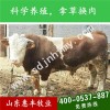 西門塔爾公牛最近價(jià)格