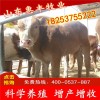 西門塔爾牛仔最新價(jià)格