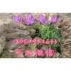 野兔養(yǎng)殖繁殖前景以及利潤