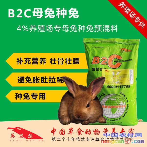 B2C母兔種兔