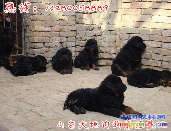 200 藏獒_副本2_副本