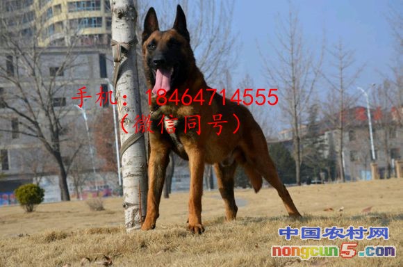 馬犬1