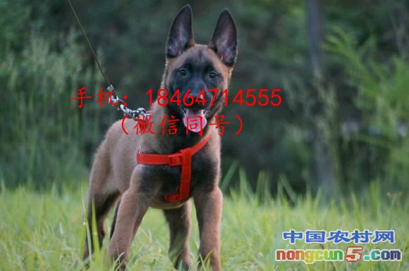 馬犬5