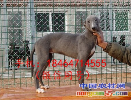 格力犬2