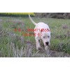 貴州有賣(mài)杜高犬的嗎