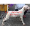 貴州附近有賣(mài)杜高幼犬的嗎