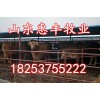 夏洛萊小牛犢最低價(jià)格